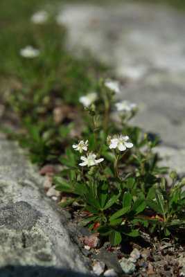 Sibbaldiopsis tridentata- Three-toothed Cinquefoil