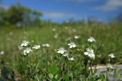 Sibbaldiopsis tridentata- Three-toothed Cinquefoil
