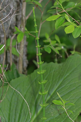 Equisetum fluviatile- Water Horsetail