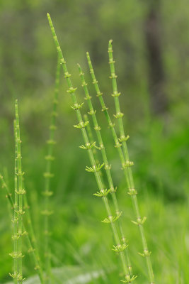 Equisetum fluviatile- Water Horsetail