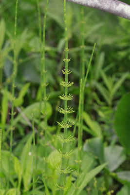 Equisetum fluviatile- Water Horsetail
