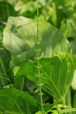 Equisetum fluviatile- Water Horsetail