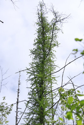 Larix laricina- Tamarack