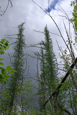 Larix laricina- Tamarack