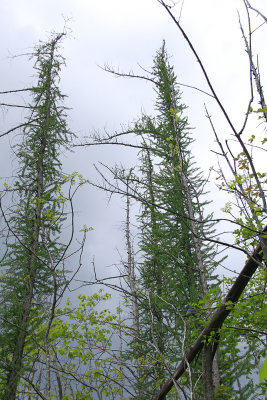 Larix laricina- Tamarack