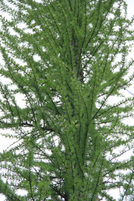 Larix laricina- Tamarack