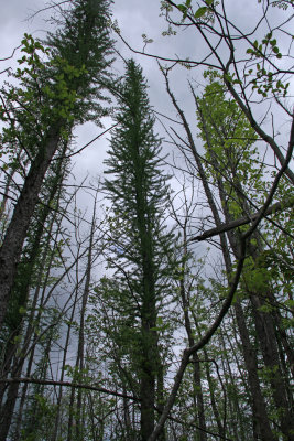 Larix laricina- Tamarack