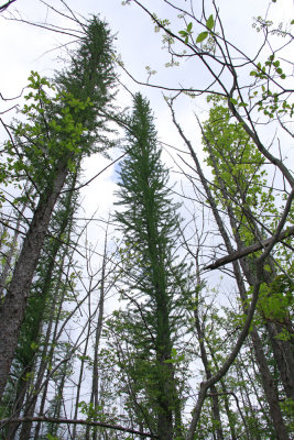 Larix laricina- Tamarack