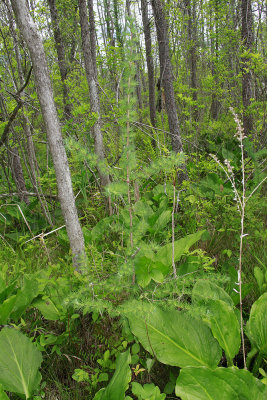 Larix laricina- Tamarack