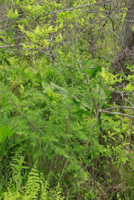 Larix laricina- Tamarack