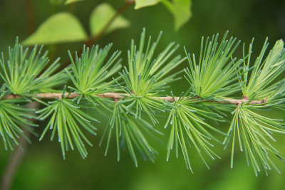 Larix laricina- Tamarack