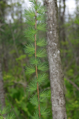 Larix laricina- Tamarack