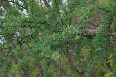 Larix laricina- Tamarack