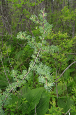 Larix laricina- Tamarack