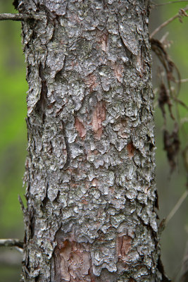 Larix laricina- Tamarack