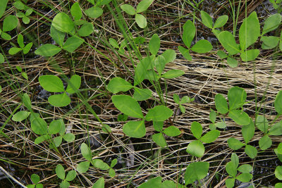 Menyanthes trifoliata- Bog Bean