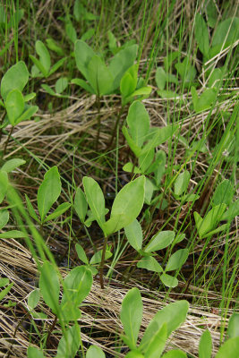 Menyanthes trifoliata- Bog Bean