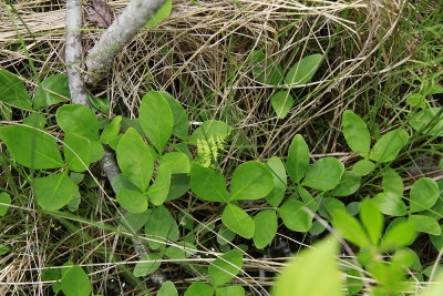 Menyanthes trifoliata- Bog Bean