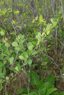 Betula pumila- Bog Birch