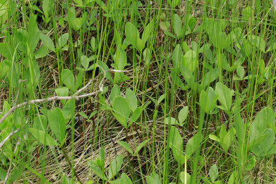 Menyanthes trifoliata- Bog Bean