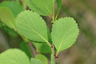 Betula pumila- Bog Birch