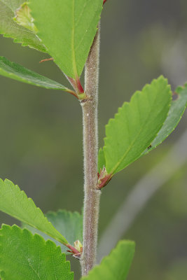 Betula pumila- Bog Birch