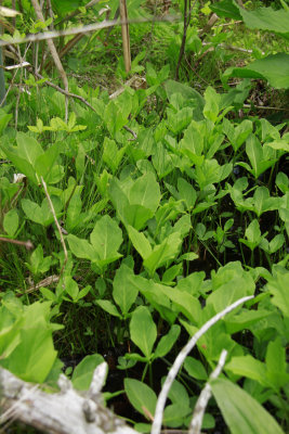 Menyanthes trifoliata- Bog Bean