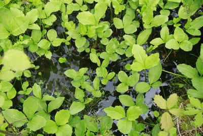 Menyanthes trifoliata- Bog Bean