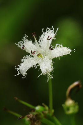 Menyanthes trifoliata- Bog Bean