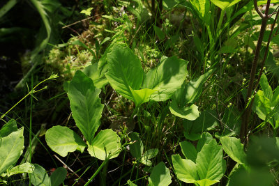 Menyanthes trifoliata- Bog Bean