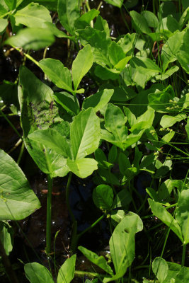 Menyanthes trifoliata- Bog Bean