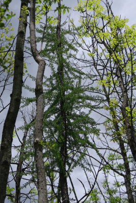 Larix laricina- Tamarack