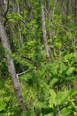 Larix laricina- Tamarack