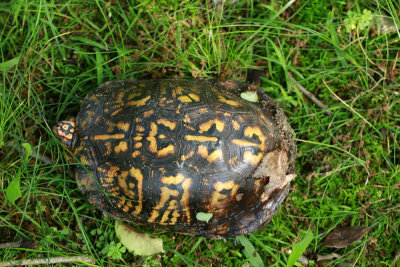 Male Box Turtle in the yard