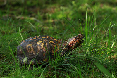 Male Box Turtle in the yard