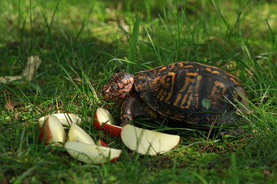 Male Box Turtle in the yard