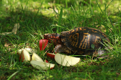 Male Box Turtle in the yard