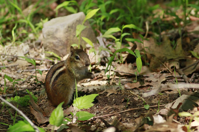 _MG_9009.jpg