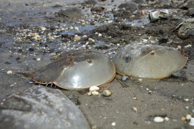 Horseshoe crabs 