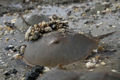 Horseshoe crab