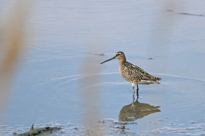 Short-billed Dowitcher