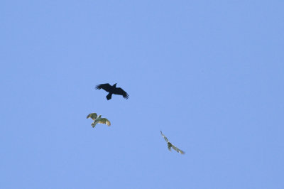 Common Raven and Red-tails