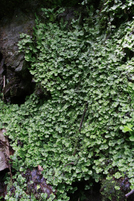 Conocephalum conicum- Scented Liverwort 