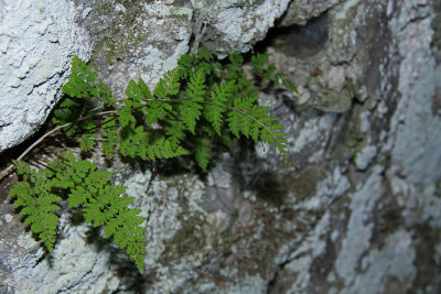 Cystopteris tenuis- Fragile Fern