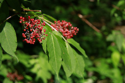 Sambucus racemosa- Red Elder