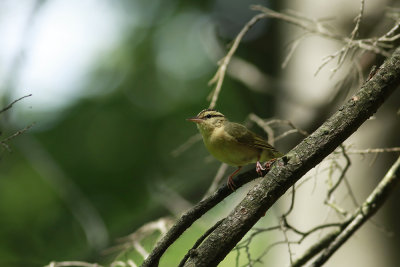 Worm-eating Warbler