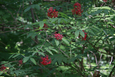 Sambucus racemosa- Red Elder