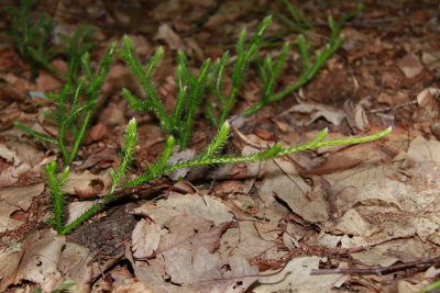 Lycopodium clavatum- Staghorn Clubmoss