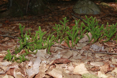 Lycopodium clavatum- Staghorn Clubmoss