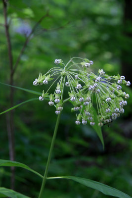 Asclepias exaltata- Poke Milkweed